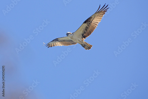 Osprey flying in a clear blue sky in central Florida.