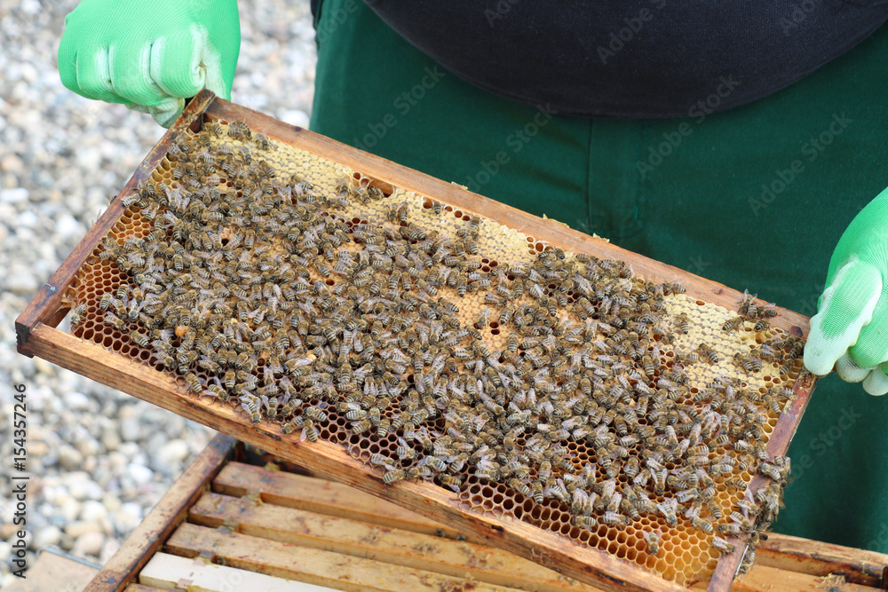 Bienen im Bienenstock