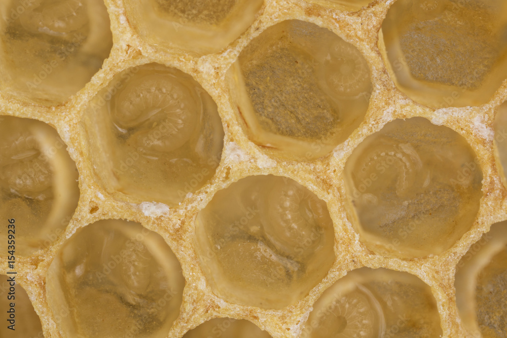 Fototapeta premium bee combs with bee eggs and young bees - drones