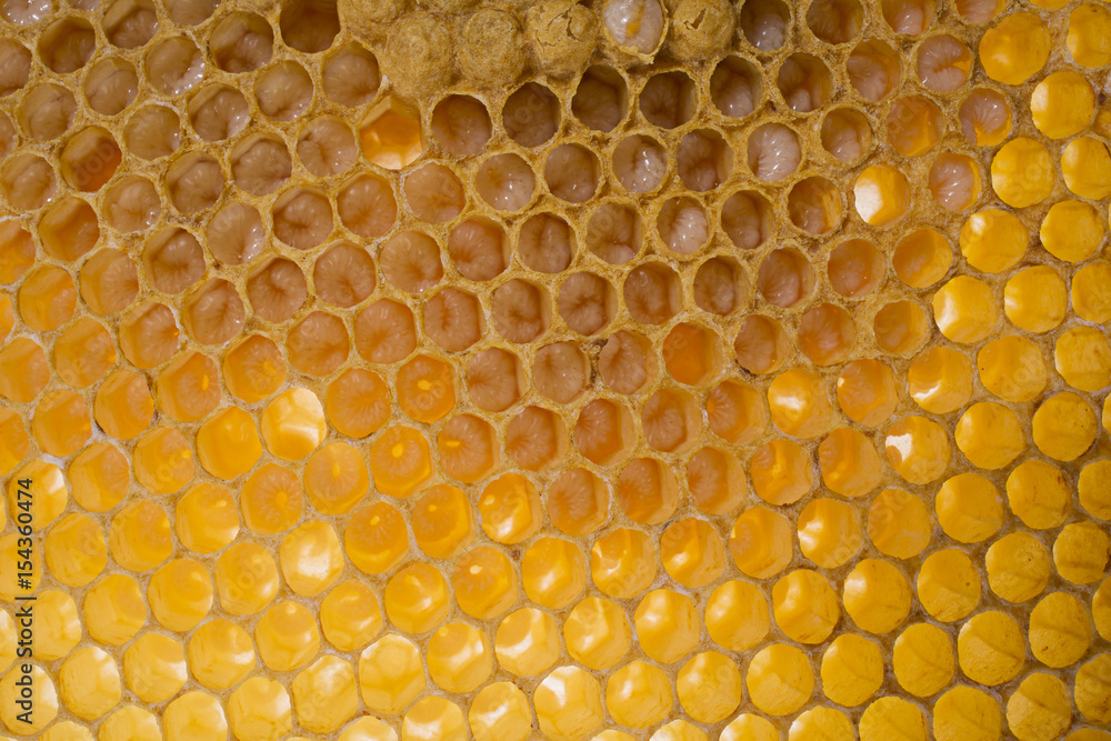 bee combs with bee eggs and young bees - drones bee combs with bee eggs and young bees - drones