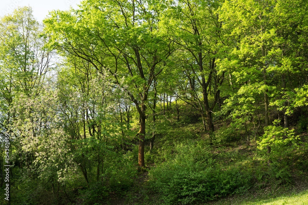 Magic trees and paths in the forest. Slovakia Magic trees and paths in the forest. Slovakia