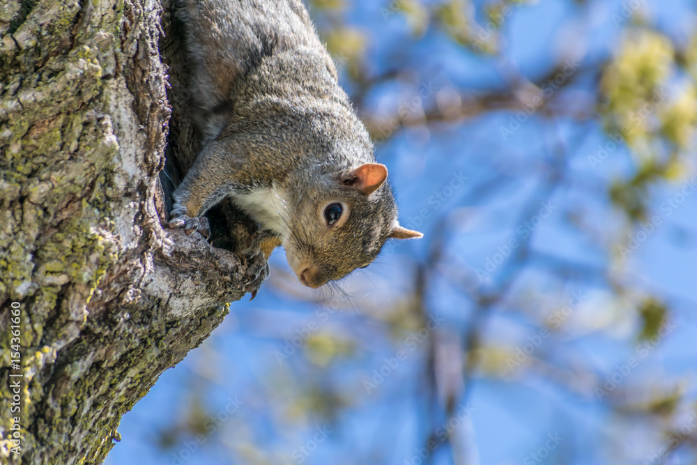 squirrel hanging from side of tree looking into camera squirrel hanging from side of tree looking into camera