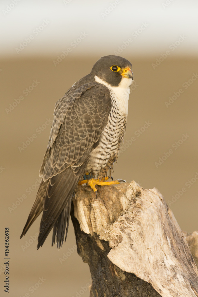 Obraz premium Peregrine Falcon Perched