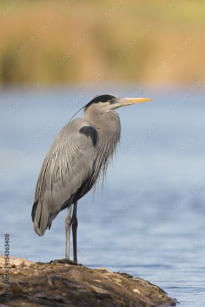 Obraz premium Great Blue Heron Standing