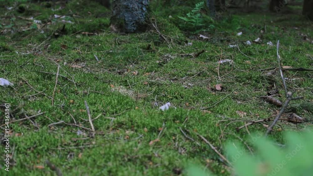 european forest - dolly shot of beautiful green nature forest european forest - dolly shot of beautiful green nature forest