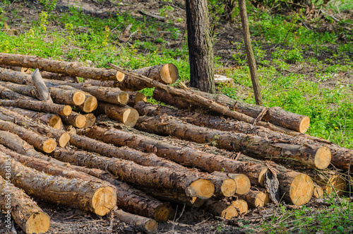 Folded trees are stacked, there is deforestation and logging.