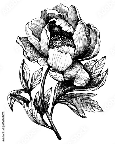 The branch flowering peony (peonies, paeony, paeonia), isolated on white background. Hand drawn graphic illustration.