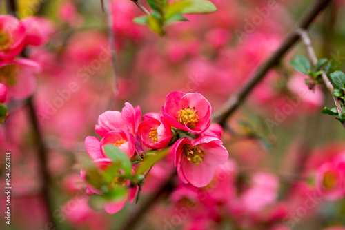 Cherry blossom in spring for background.