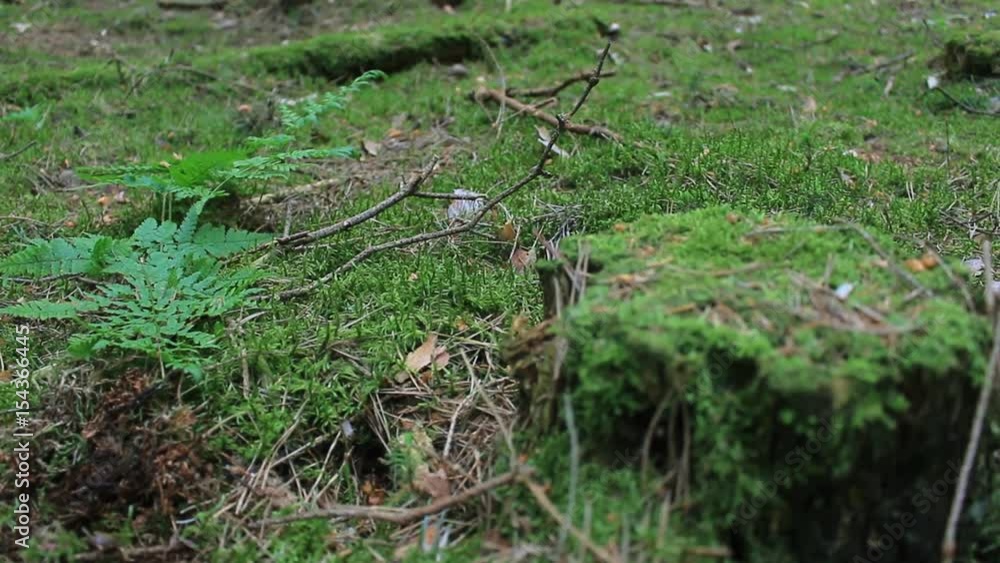 european forest - dolly shot of beautiful green nature forest european forest - dolly shot of beautiful green nature forest