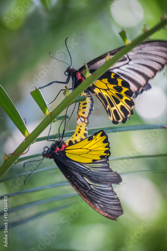 Two beautiful tropical baterfly on green background photo