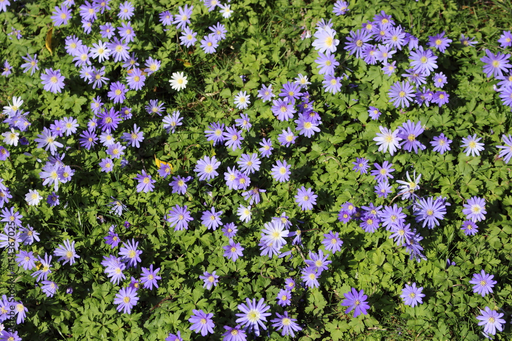 Obraz premium Blue flowers