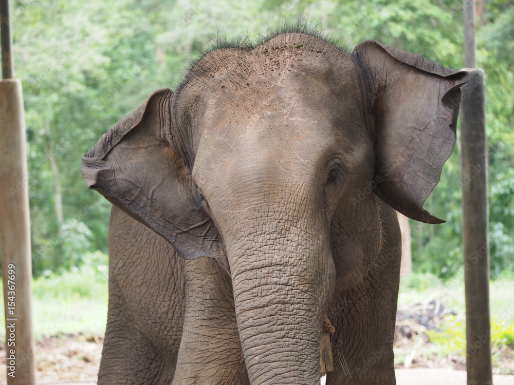Fototapeta premium elephant in a hotel in Thailand