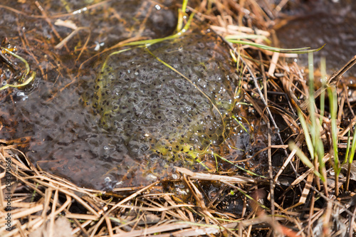 Grodägg i dikeskant photo