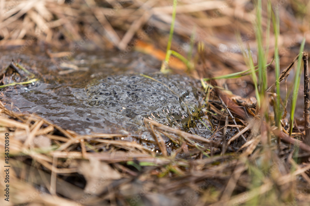 Obraz premium Grodägg i dikeskant