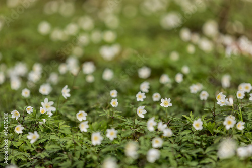 Vitsippor i skogsglänta