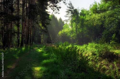 Fototapeta Naklejka Na Ścianę i Meble -  Path In The Summer Forest