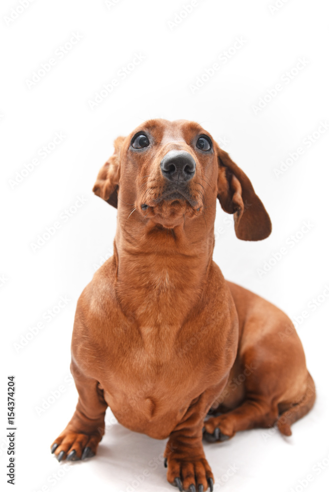 Red dachshund