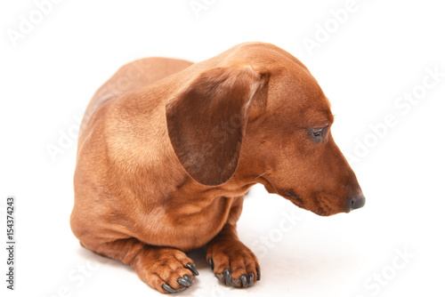 Red dachshund