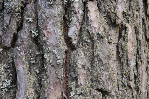 brown pine bark in the forest