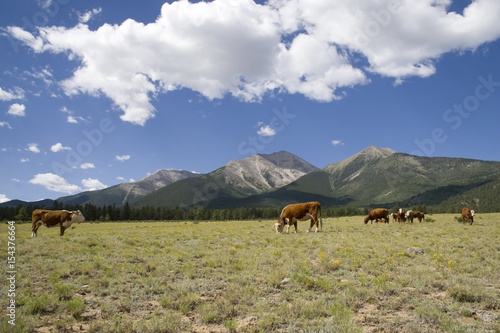Commercial Cattle at Mount Princeton