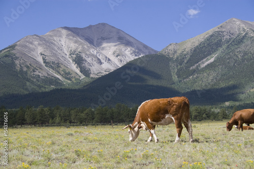 Horned Hereford Cow in Mountain Meadow