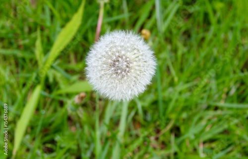 A white dandelion on a close up view.