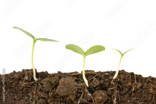 Three different growing cuc...