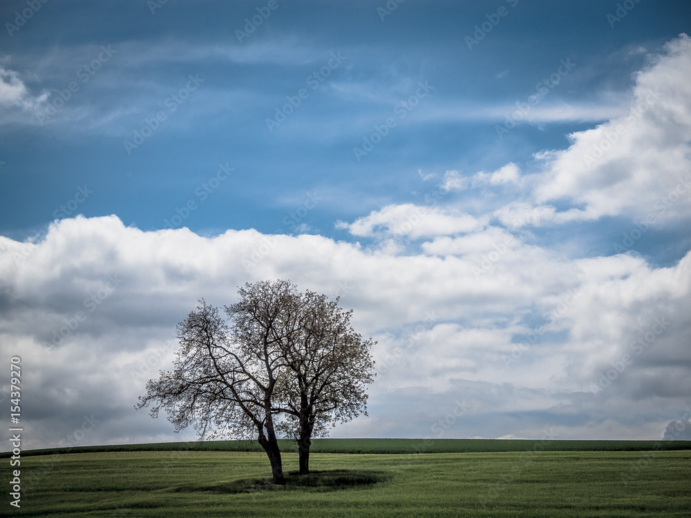 Obstbäume im Feld Obstbäume im Feld