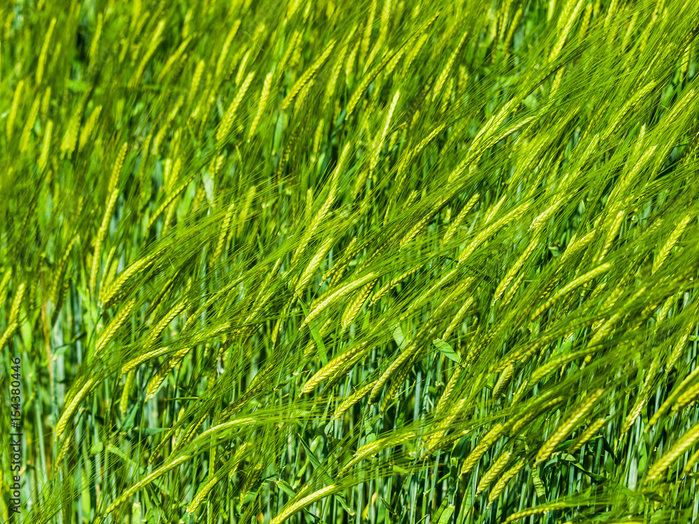 Gerstenfeld im Frühjahr Gerstenfeld im Frühjahr