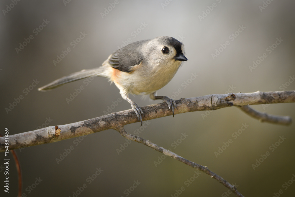 Fototapeta premium titmouse