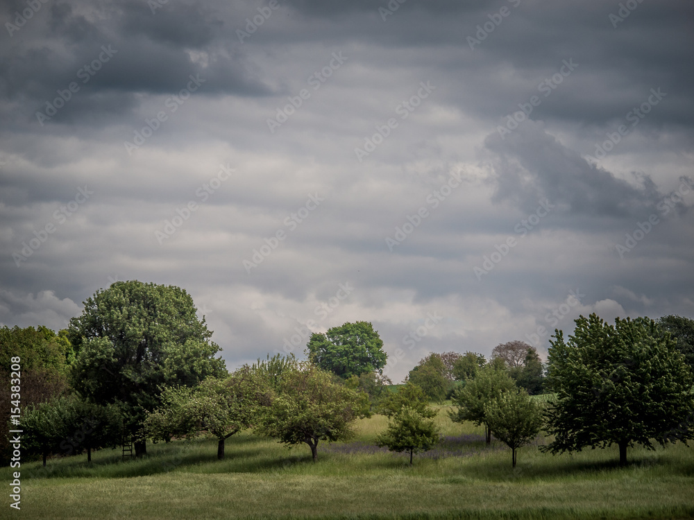 Baumgrunstück im Frühling