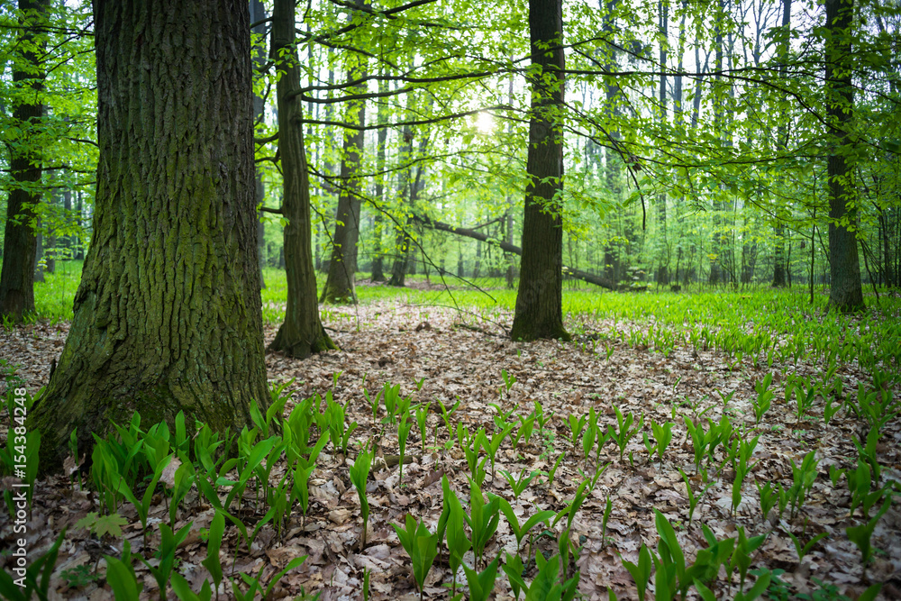 Świetlista dąbrowa, wiosenny las