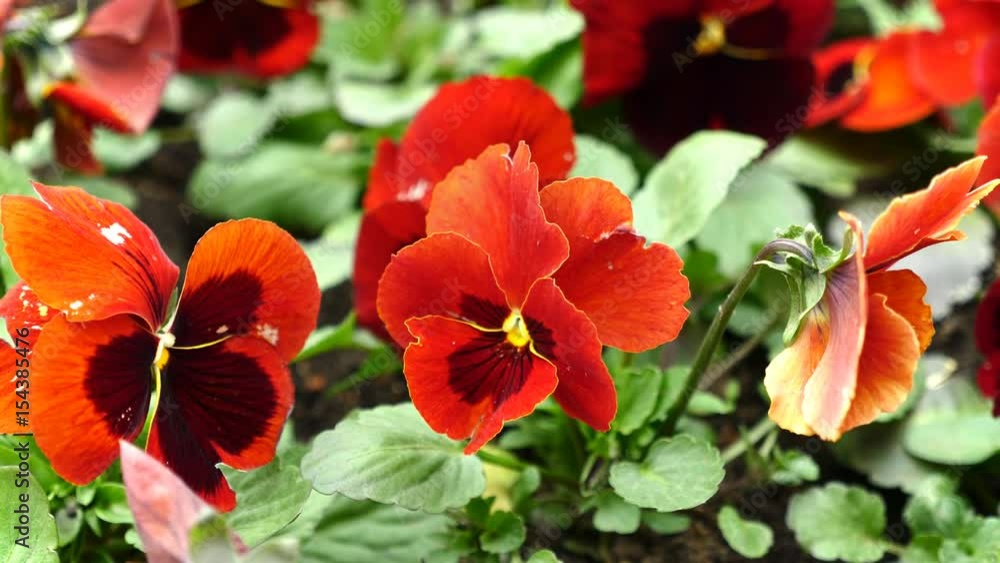 Beautiful flowers of violets in the wind. UltraHD stock footage. Beautiful flowers of violets in the wind. UltraHD stock footage.