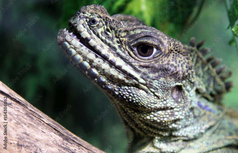Fototapeta premium Portrait of Weber's sailfin lizard (Hydrosaurus weberi), endemic to Halmahera and Ternate Islands of Maluku