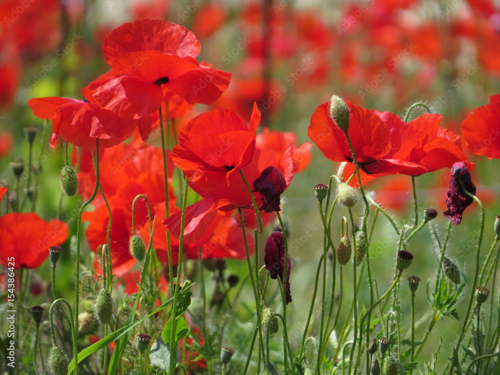 Fototapeta premium Red poppies