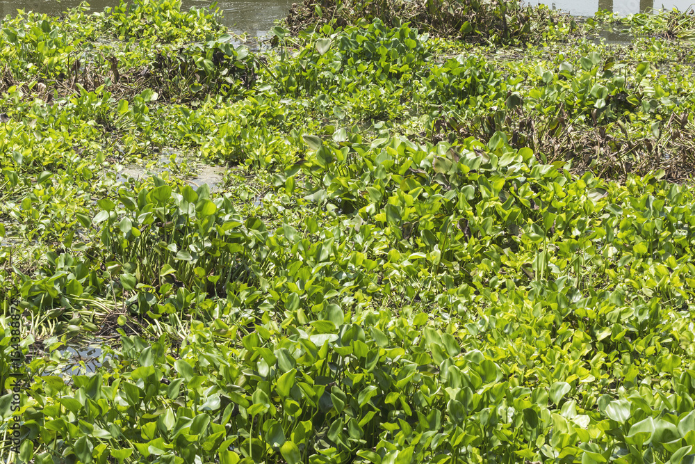 Water hyacinth in the river. Water hyacinth in the river.