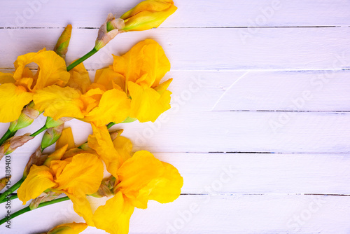 Fototapeta Naklejka Na Ścianę i Meble -  Bouquet of yellow irises on a white wooden background