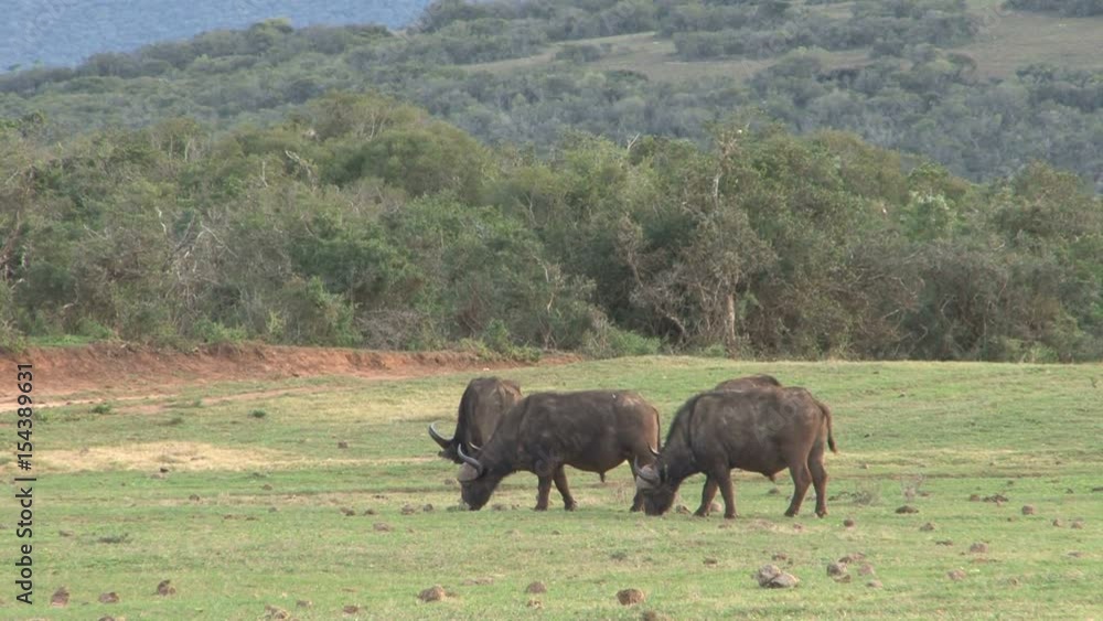 Buffalos South Africa Wildlife Buffalos South Africa Wildlife