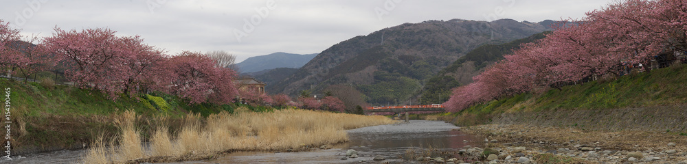 Naklejka premium Kawazu cherry blossom in Minamiizu, Shizuoka Prefecture, Japan 