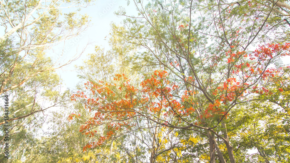 Orange flowers of Caesalpinia Pulcherrima in summer Orange flowers of Caesalpinia Pulcherrima in summer