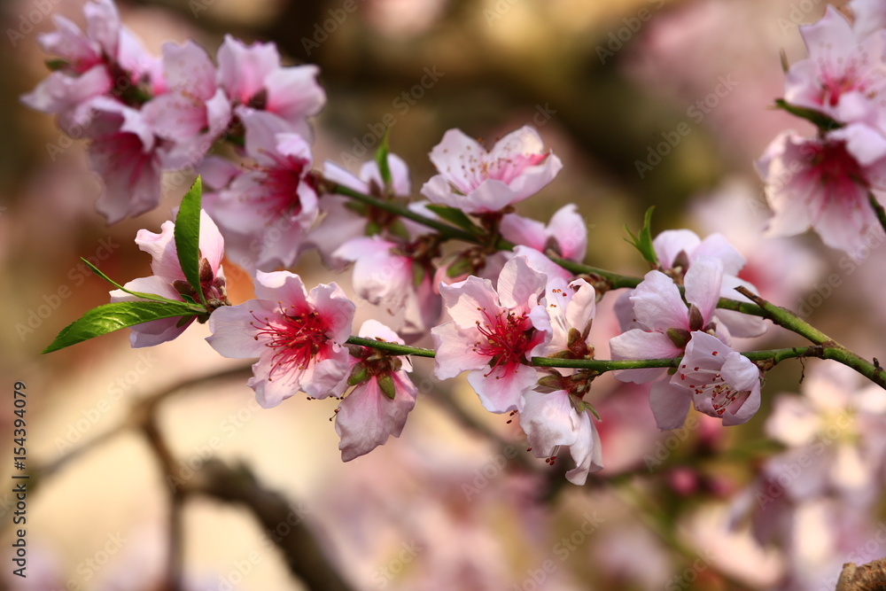 Beautiful peach blossom