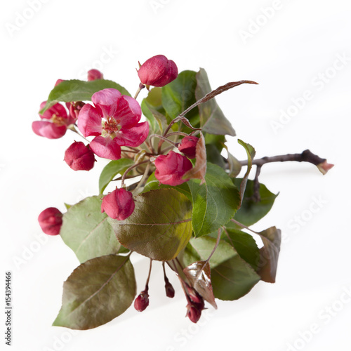 the Flowers of an apple-tree of Nedzvetsky (Malus niedzwetzkyana Dieck) isolated on white background photo