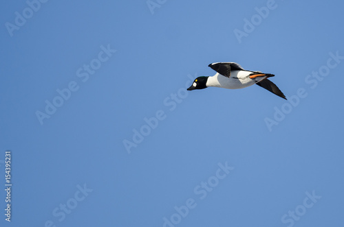 Common Goldeneye Flying in a Blue Sky