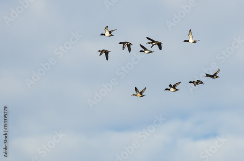Flock of Ring-Necked Ducks Flying in a Blue Sky © rck