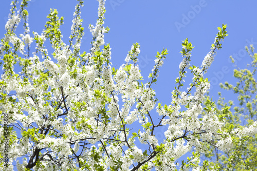 Malus domestica. Apple Tree blossom against blue cloudy sky