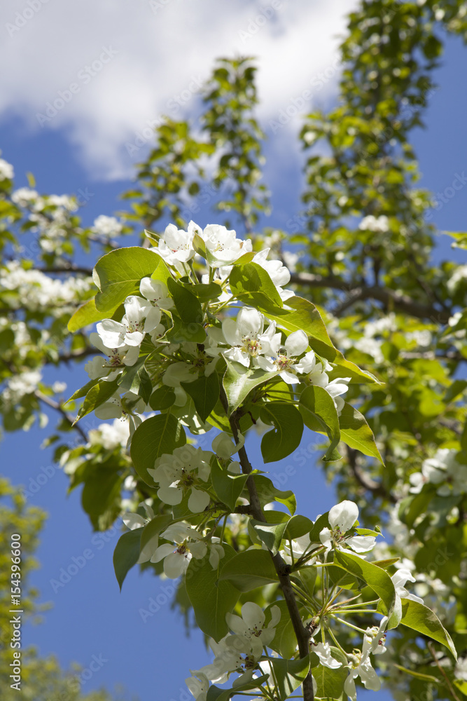 Malus domestica. Apple Tree blossom against blue cloudy sky