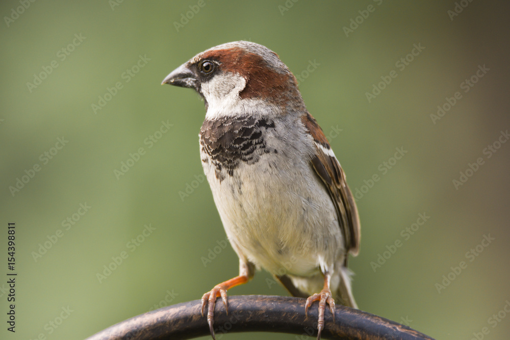 sparrow sparrow