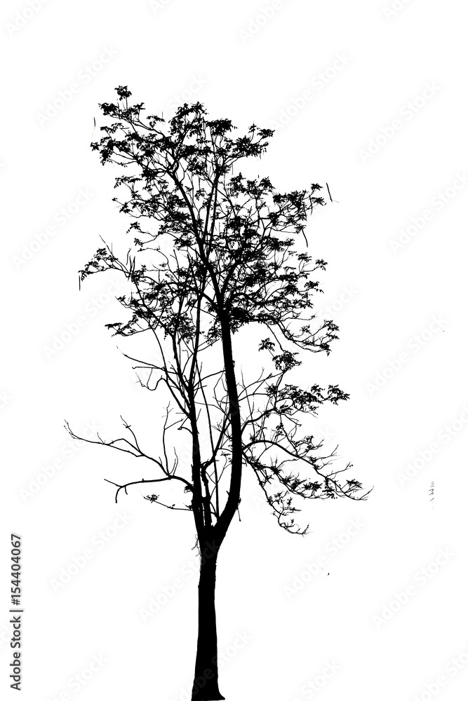 Obraz na plátně dark tone of tree ,isolated on white