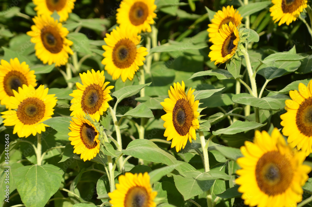 Yellow Sunflower field Yellow Sunflower field