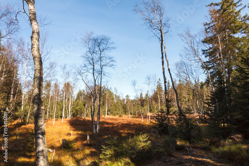 Fototapeta Naklejka Na Ścianę i Meble -  Torfowisko drzewa i trawy